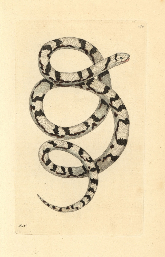Milk Snake (Lampropeltis Triangulum) Fine Art Print by Florilegius