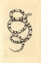 Milk Snake (Lampropeltis Triangulum) Fine Art Print by Florilegius