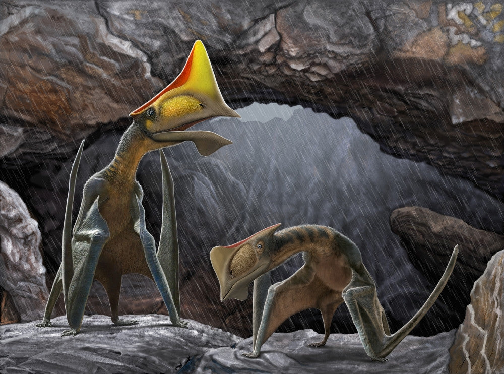 Tapejara wellnhoferi Pterosaurs Seeking Shelter Poster Print