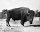 American Bison Standing Fine Art Print - Various Sizes