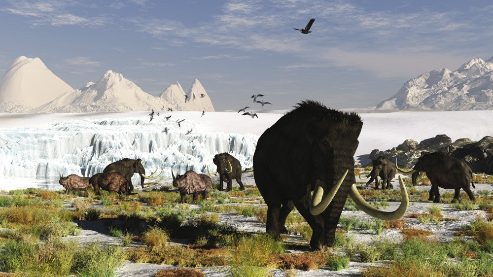 Woolly Mammoths and Woolly Rhinos in Prehistoric Landscape Fine Art Print