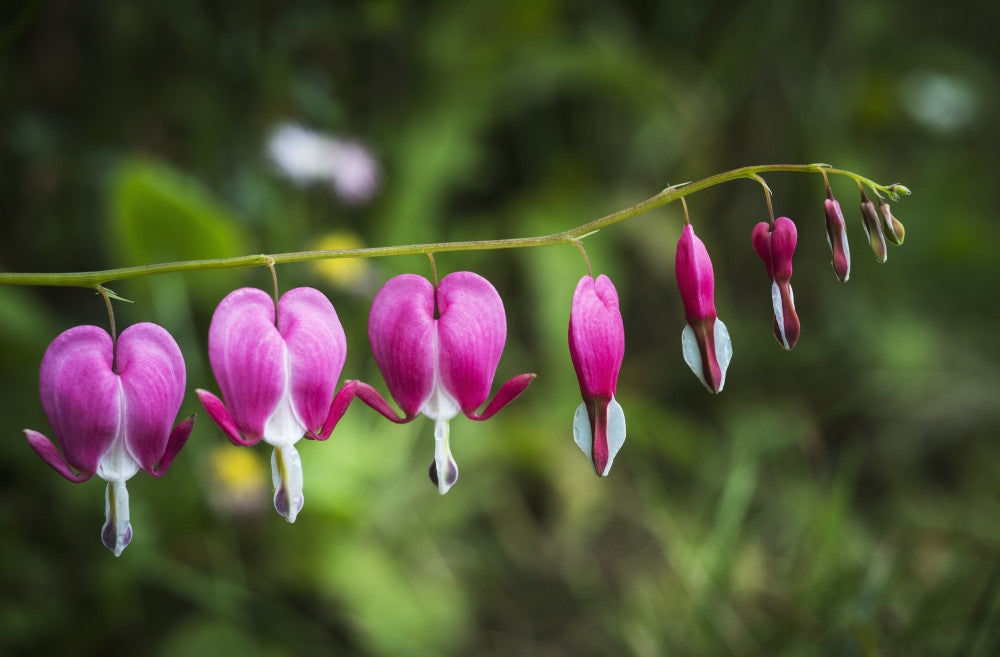 Bleeding Heart Blooms Fine Art Print by Robert L. Potts - Astoria, Oregon