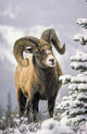 Bighorn Sheep Winter Scene Fine Art Print by Thomas Kitchin & Victoria Hurst