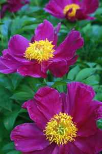 Pianese Flowers Fine Art Print - Stunning Floral Decor