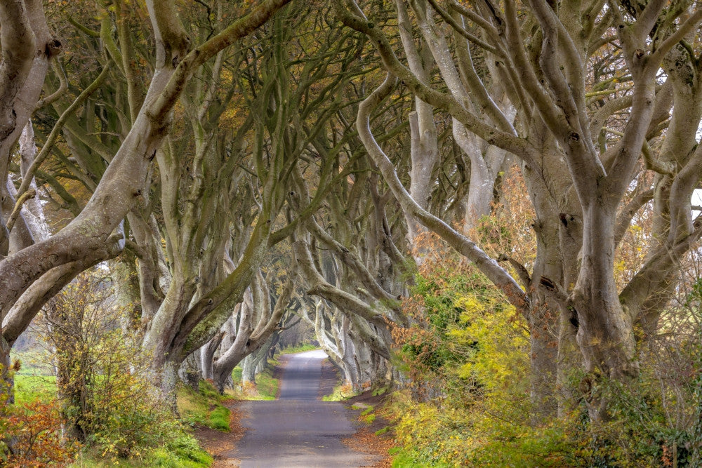 The Dark Hedges Fine Art Print by Chuck Haney - County Antrim