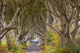The Dark Hedges Fine Art Print by Chuck Haney - County Antrim