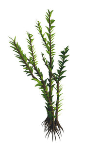 Dicroidium Seed Plant from the Mesozoic Era Fine Art Print by Corey Ford