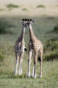 Masai Giraffes in Forest - Masai Mara National Reserve Poster Print by Panoramic Images (16x24)