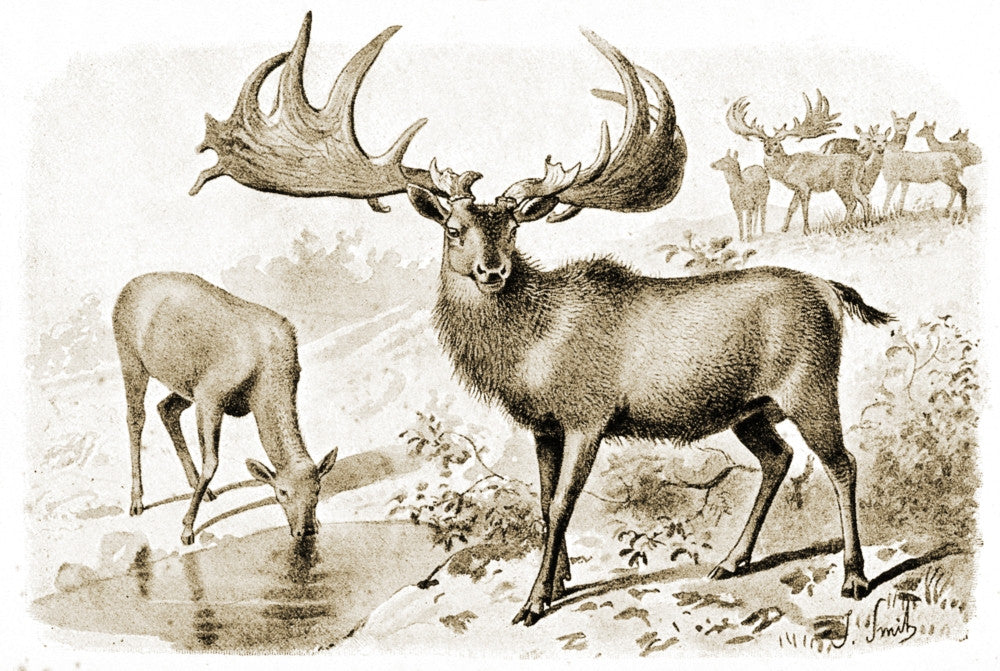 Extinct Irish Elk Fine Art Print - Megaloceros giganteus by Science Source