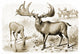 Extinct Irish Elk Fine Art Print - Megaloceros giganteus by Science Source