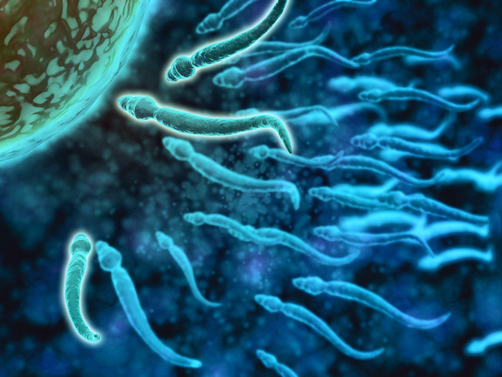 Microscopic View of Sperm Swimming Towards Egg Fine Art Print