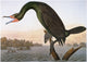 Audubon Double-Crested Cormorant Fine Art Print by Granger Collection