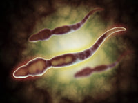 Microscopic View of Male Sperm Cells Fine Art Print