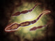 Microscopic View of Male Sperm Cells Fine Art Print