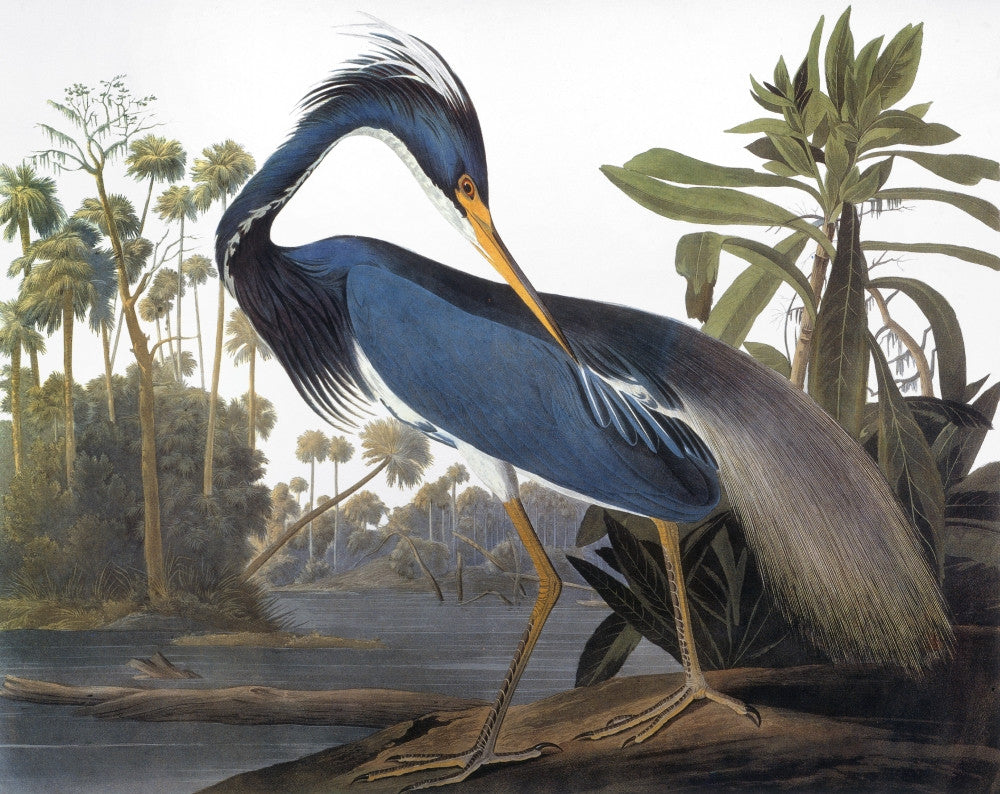 Louisiana Heron Fine Art Print from Audubon's 'The Birds of America'