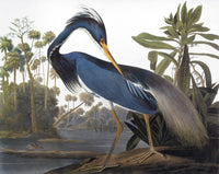 Louisiana Heron Fine Art Print from Audubon's 'The Birds of America'