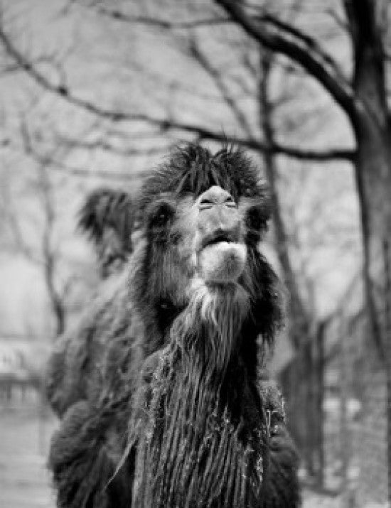 Portrait of Camel Fine Art Print - Available in Multiple Sizes