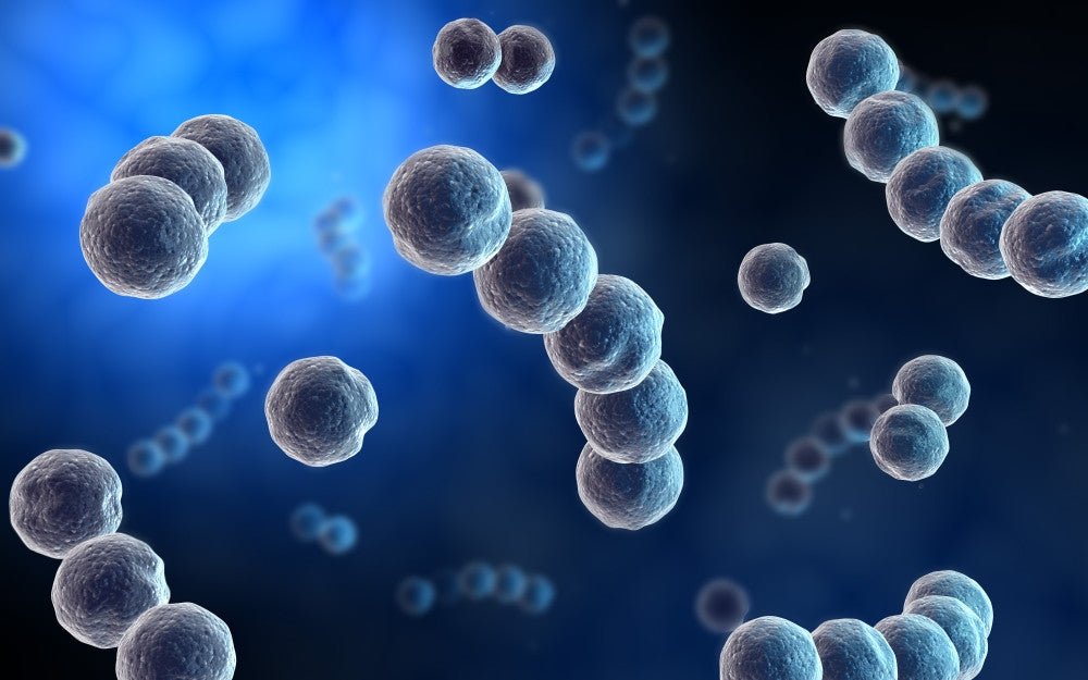 Microscopic View of Streptococcus Fine Art Print