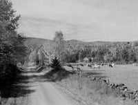 Cows on Pasture in New Hampshire Fine Art Print - USA Landscape