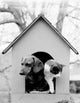 Charming Cat and Dog in Doghouse Poster Print