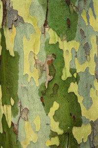 Bark of a Sycamore Tree Fine Art Print - Multiple Sizes Available