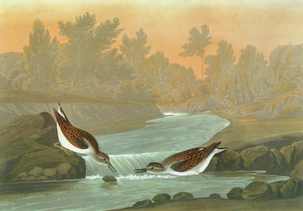 Audubon Sandpiper Fine Art Print - Engraving After John James Audubon