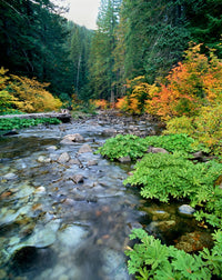 View of North Santiam River Fine Art Print by Panoramic Images