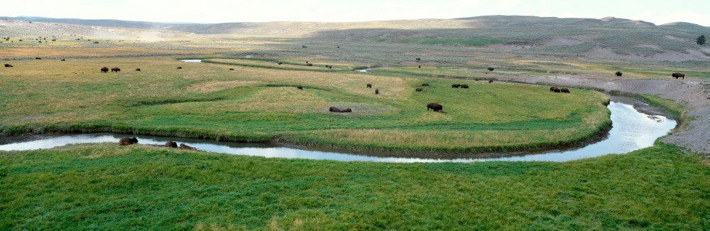 American Bison Grazing in Hayden Valley, Yellowstone Fine Art Print