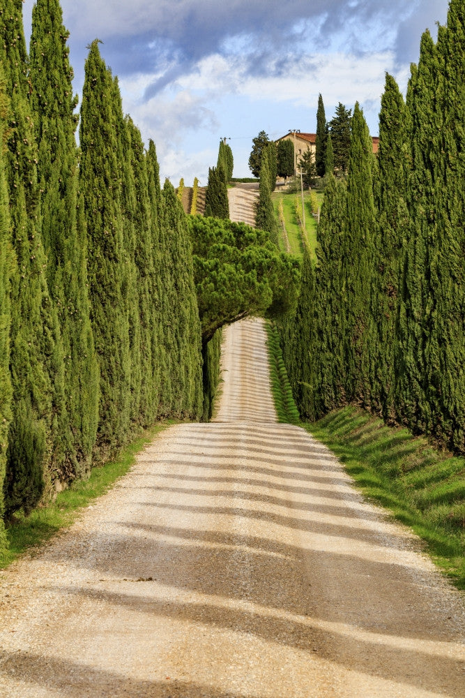 Italy Cypress Trees and Tuscany Hills Fine Art Print by Emily Wilson