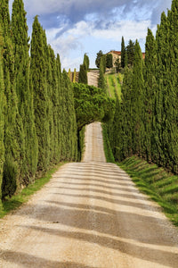 Italy Cypress Trees and Tuscany Hills Fine Art Print by Emily Wilson