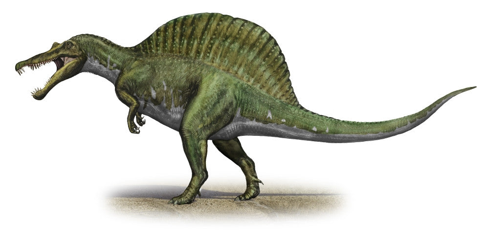 Spinosaurus Aegypticus Cretaceous Dinosaur Poster Print