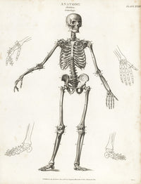 Anatomy of the Human Skeleton Fine Art Print by Florilegius