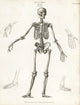Anatomy of the Human Skeleton Fine Art Print by Florilegius