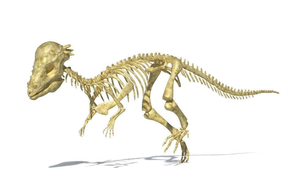 Pachycephalosaurus Dinosaur Skeleton 3D Rendering Poster Print