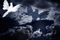 White Dove Flying Into Cloudy Skies Fine Art Print by Darren Greenwood