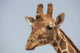 Giraffe Fine Art Print - Stunning Wildlife Decor
