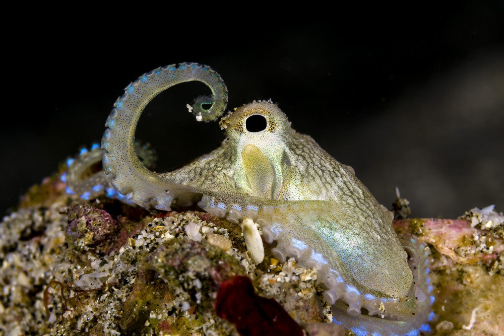 Coconut Octopus Fine Art Print from Anilao, Philippines by Bruce Shafer