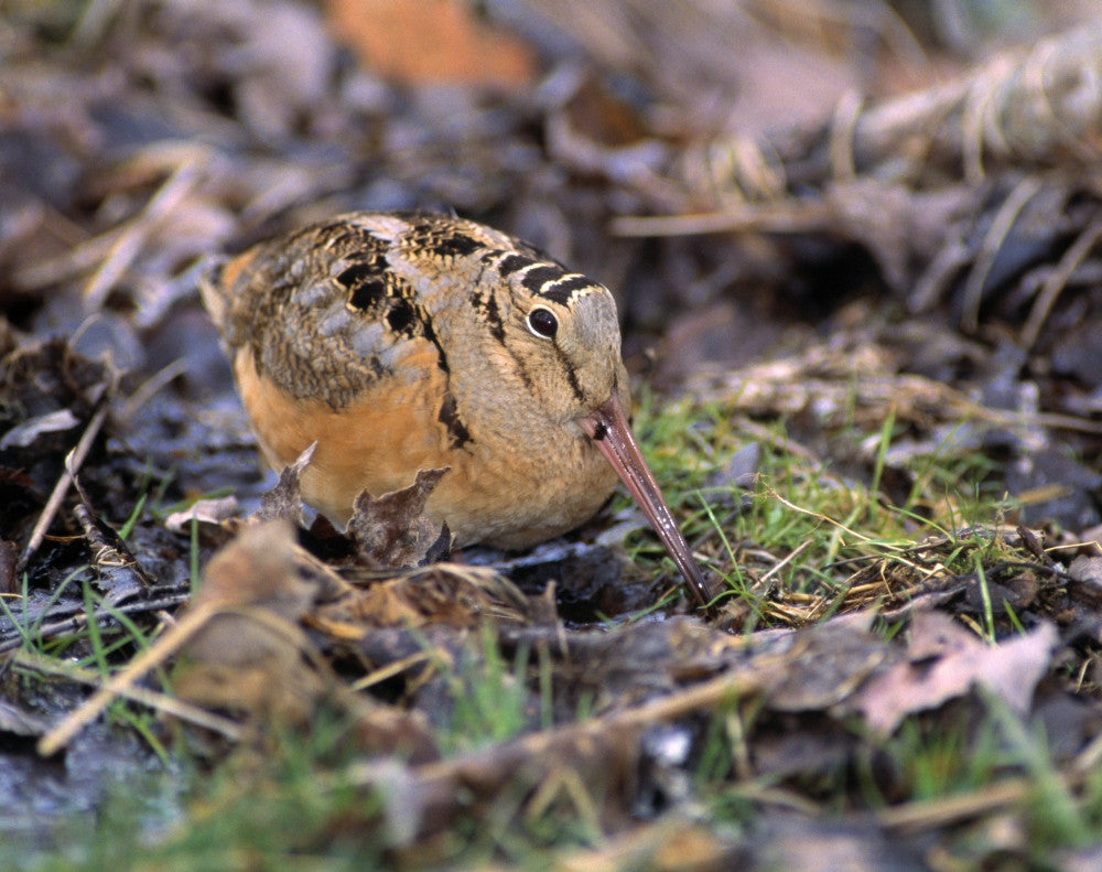 American Woodcock Bird Fine Art Print - Perfect for Any Space
