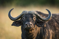 Close-Up Cape Buffalo Fine Art Print by Nick Dale | Serengeti National Park