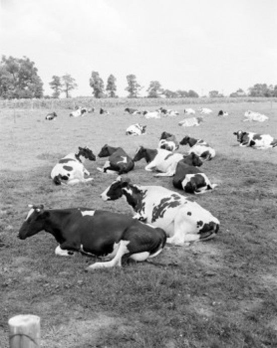 Cows Relaxing on Pasture Fine Art Print - Various Sizes