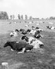 Cows Relaxing on Pasture Fine Art Print - Various Sizes