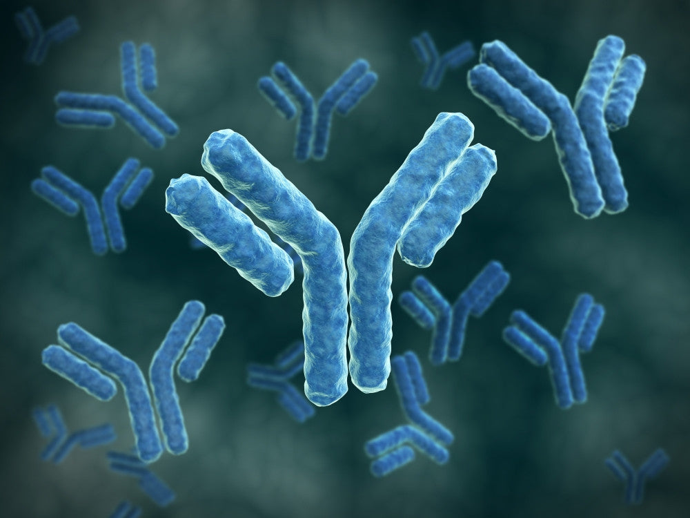 Microscopic View of Immunoglobulin G Antibodies Fine Art Print