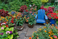 Garden in Full Bloom with Blue Chair Fine Art Print by Darrell Gulin
