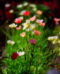 Alpine Poppies Fine Art Print - Beech Park, Dublin, Ireland by The Irish Image Collection
