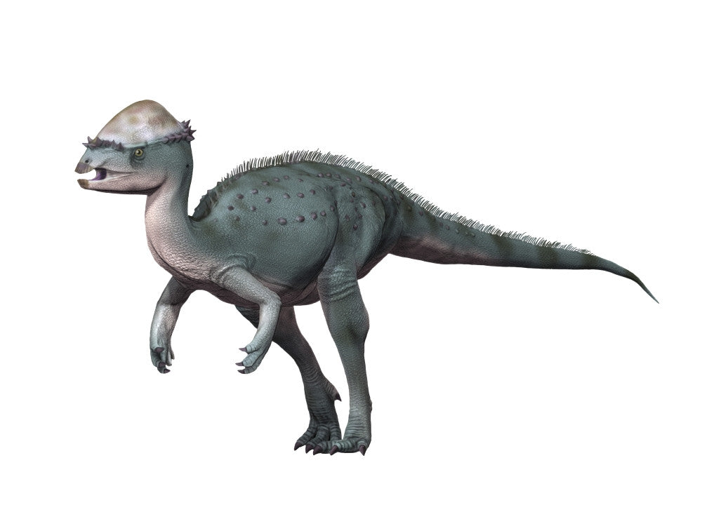 Acrotholus audeti Late Cretaceous Fine Art Print