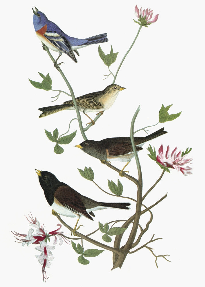 Audubon: Songbirds Engraving - Fine Art Print from 'Birds of America'