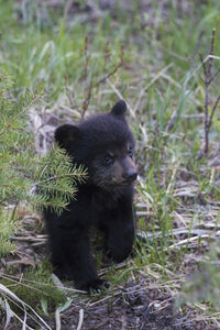 Black Bear Cub Exploring Fine Art Print by Ken Archer