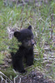 Black Bear Cub Exploring Fine Art Print by Ken Archer