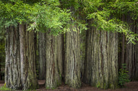 Jedediah Smith Redwoods State Park Scenic Poster Print by Jaynes Gallery
