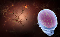 Conceptual Human Brain with Neurons Fine Art Print